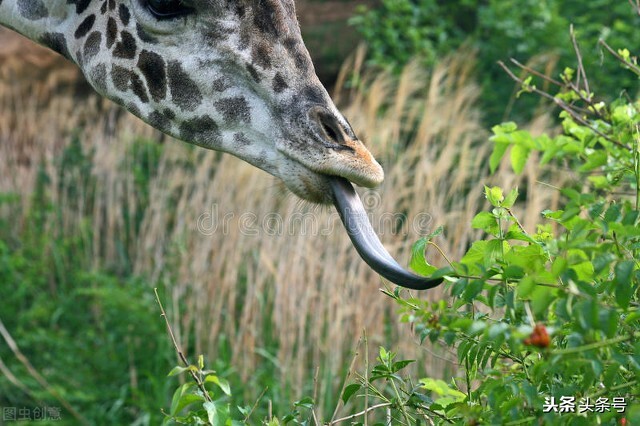 让人惊奇冷知识：“衣冠*兽禽**”竟然是夸人