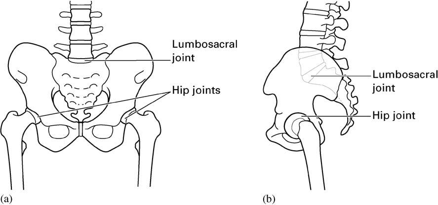 普拉提动力链,普拉提动力动作
