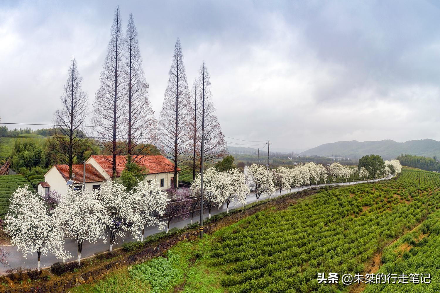 春日莫干山,莫干山春日茶会图片