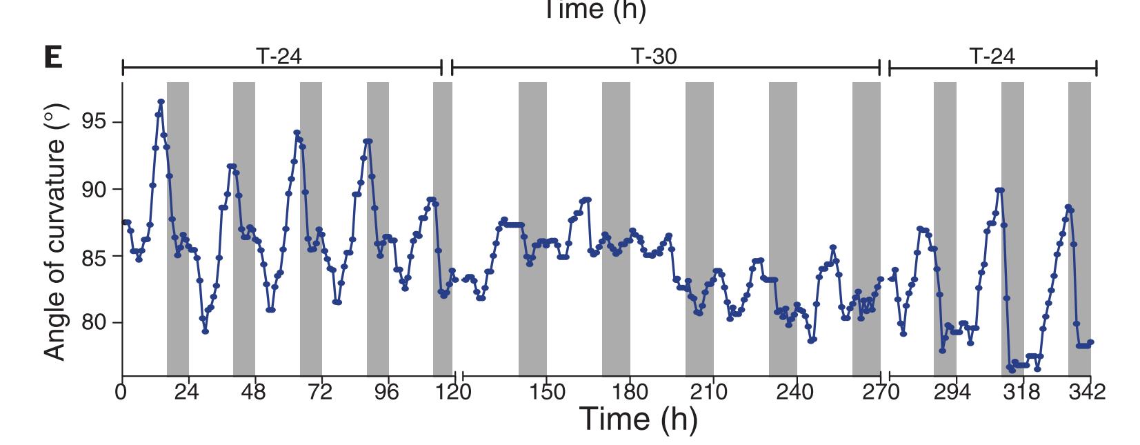 向日葵向阳生长是哪种生命现象,向日葵向阳生长的原因