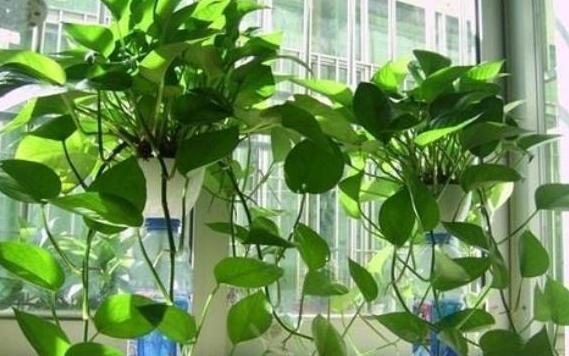 土培绿萝转水培绿萝的正确方法,土培转水培的绿萝正确方法