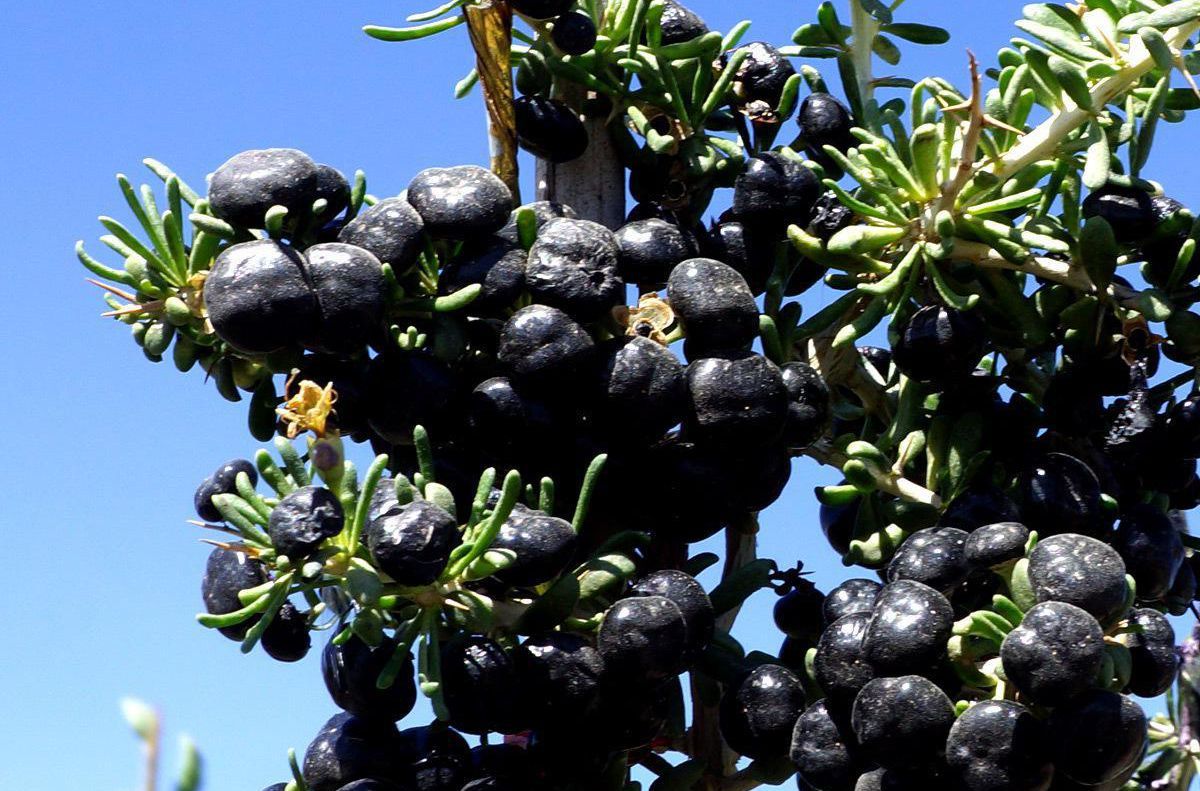 枸杞黑色好还是红的好,枸杞叶子有黑色虫子