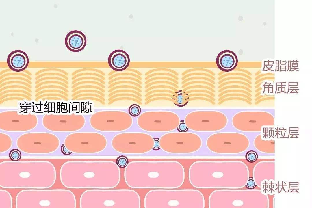 面油适合油性皮肤还是干性皮肤,脸油怎么控油最好