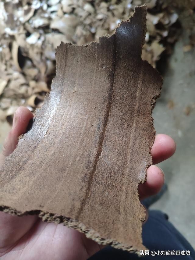 菜籽饼打窝钓鱼最佳用法,菜籽饼打窝钓鱼是冬天还是夏天好