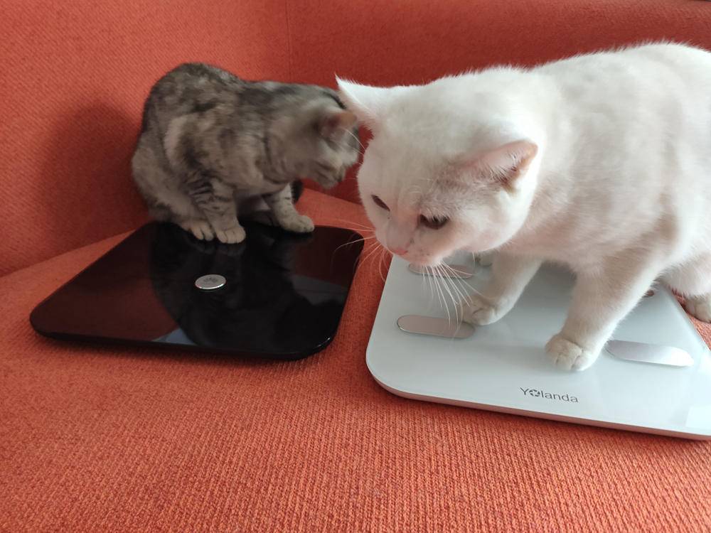 云康宝体脂秤蓝牙和wifi区别,云康宝和华为八电极体脂秤评测