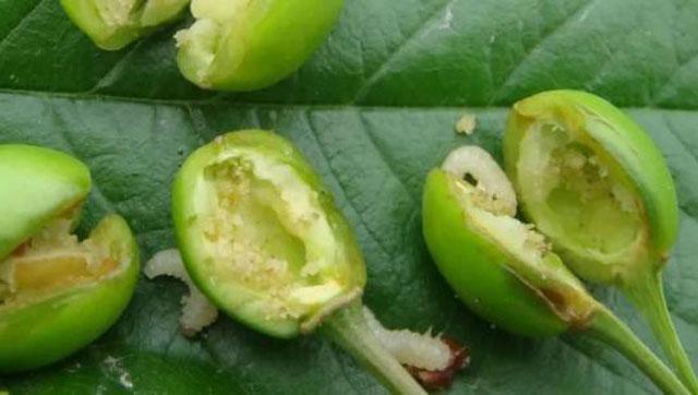 樱桃6月高发害虫,危害樱桃幼芽出现网状叶的害虫