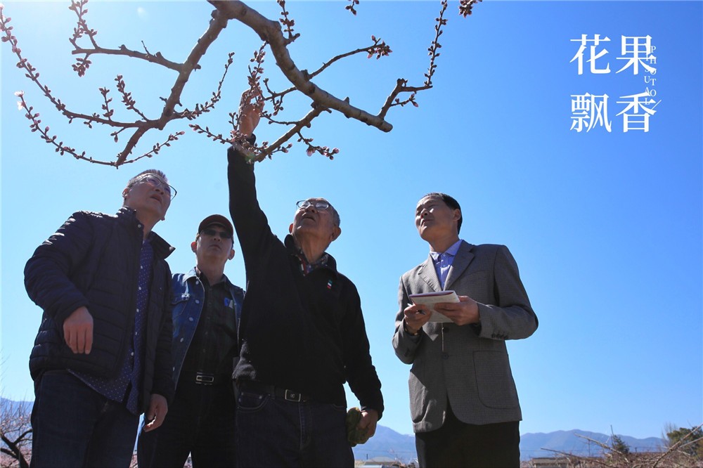 怎样才能让果树结上优质果,如何制造果子