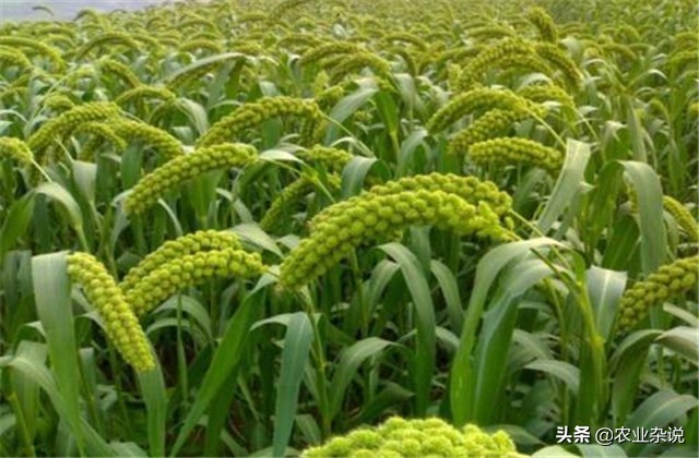 有机稻米的种植方法,有机大米的种植方式