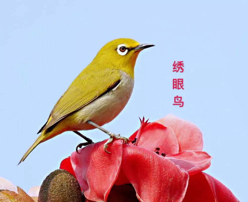 绣眼鸟叫声,绣眼鸟的视频欣赏