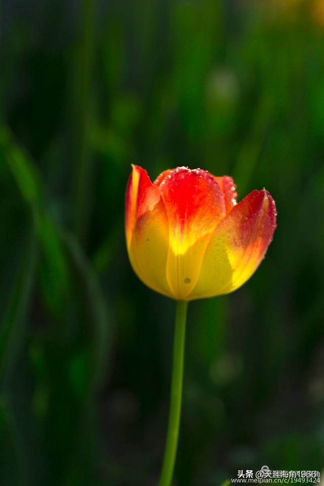 郁金香花语可以送给女朋友吗,郁金香花语的诗句