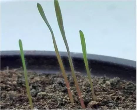 燕麦雀麦和节节麦的区别图谱,火眼金睛快速识别