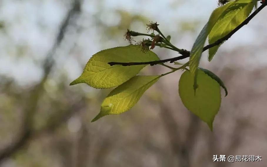 海棠春睡，樱花如雪，两种花卉如何辨识区别？