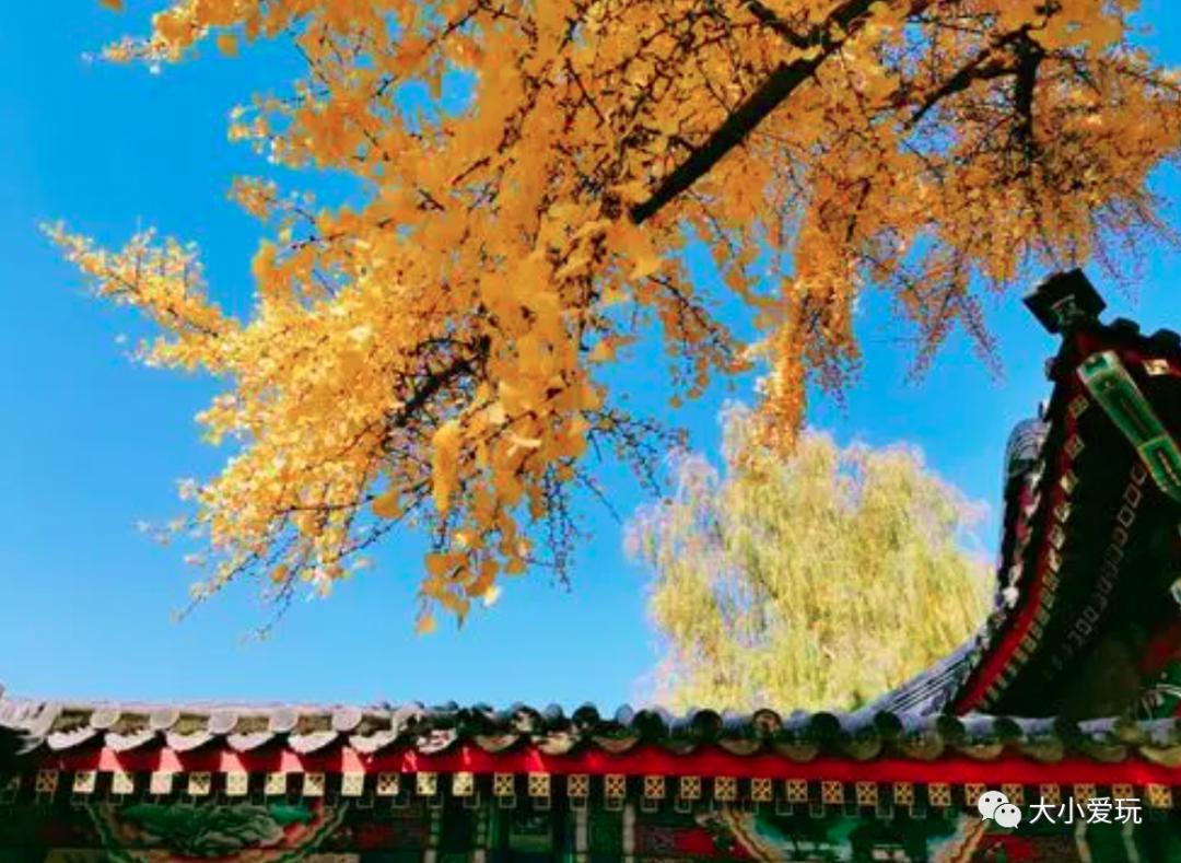 北京红螺寺银杏最佳观赏时间,北京赏银杏景区有哪些