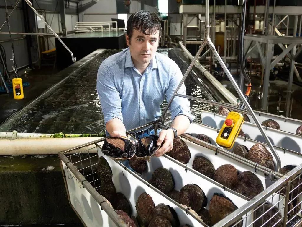 鲍鱼价格大降创近年新低,大鲜鲍鱼价格最新行情今日