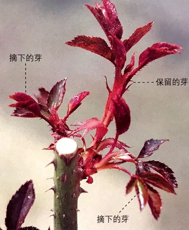 玫瑰爆芽初期怎么爆更多芽,玫瑰爆根的方法