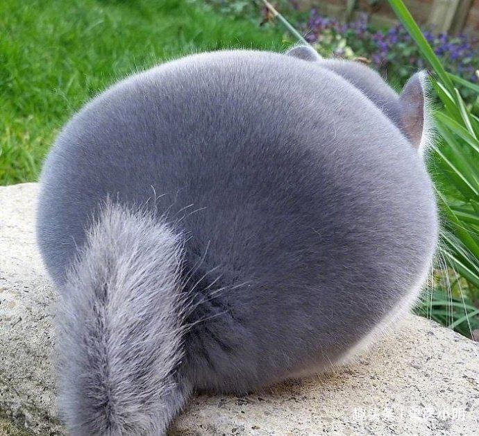 买一只龙猫在家好养吗,给爷爷买一只猫