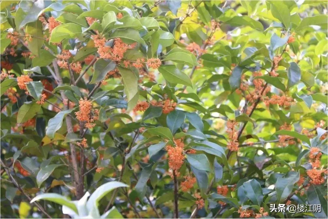 江阴30年变迁,江阴面貌的变迁