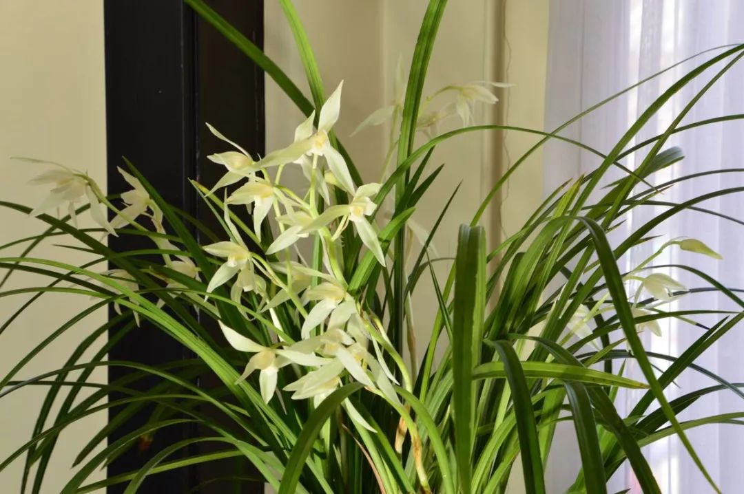 兰花猎人选兰从细节入手,一高兴说出了春兰看芽赌草的奥妙之处