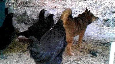 搞笑动图gif微信可爱表情包,搞笑动图gif微信表情包2019