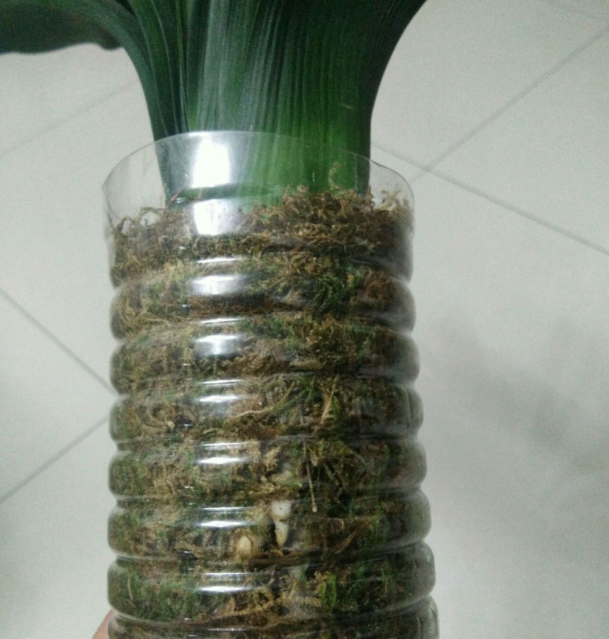 君子兰严重烂根如何发根,君子兰烂根可以用珍珠岩发根吗