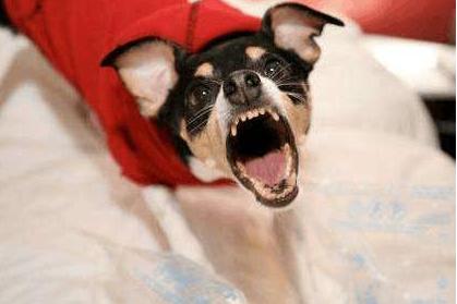 狗狗犯错了骂小狗是对的吗,狗狗犯错了打了它会不会记仇