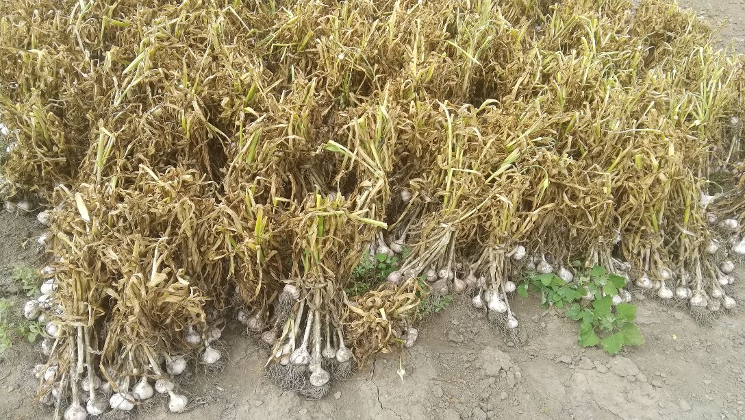 阿城区投资项目,哈尔滨阿城区2020年投资