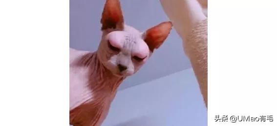 夏季会害了猫的7个行为,夏天对猫咪排泄有影响吗