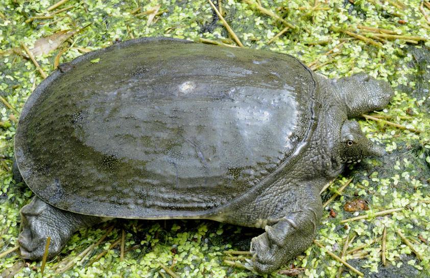 甲鱼如何抓捕,甲鱼难捕不