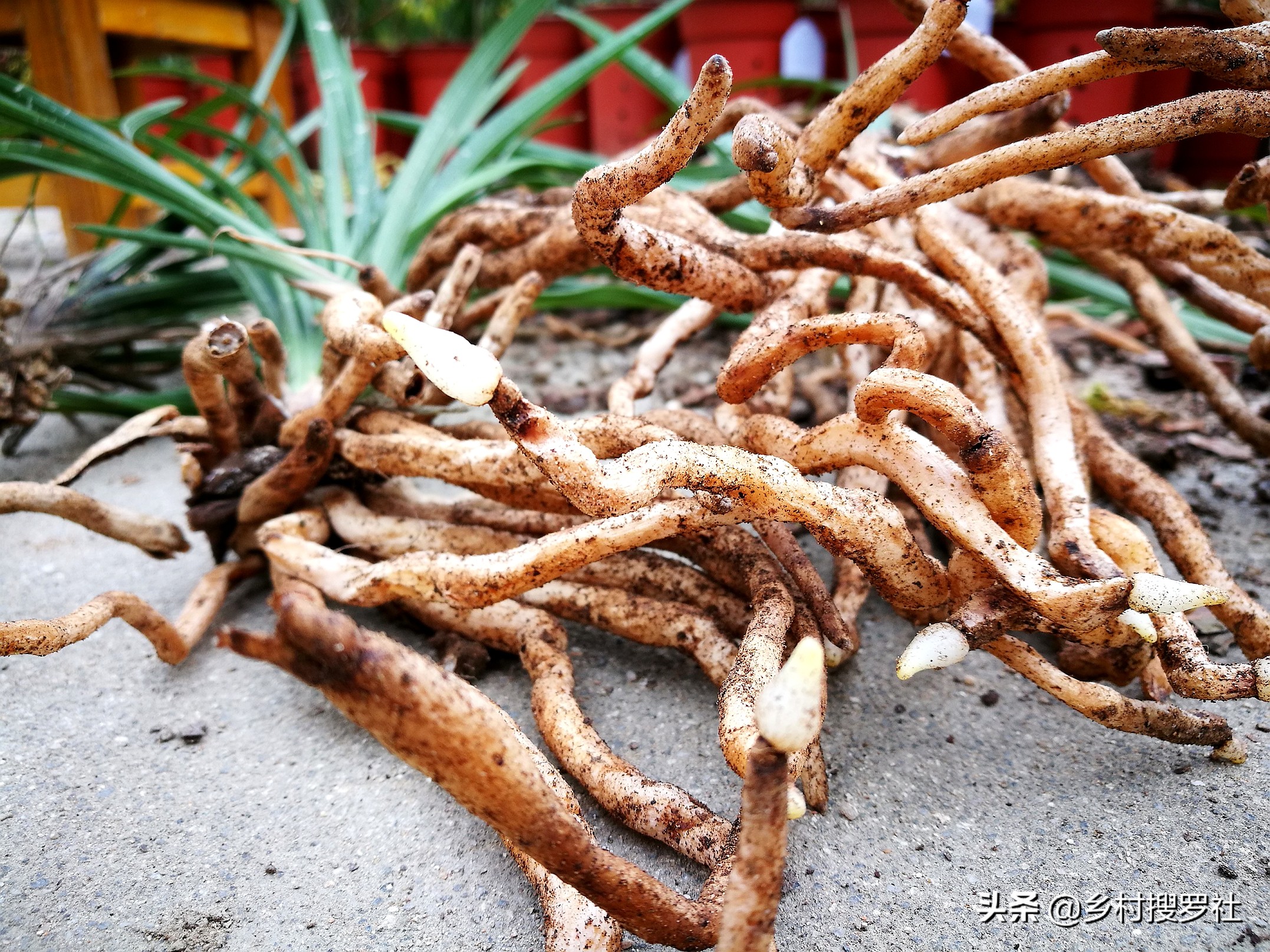 把土炒熟会杀菌吗,把土炒熟了还能种花吗