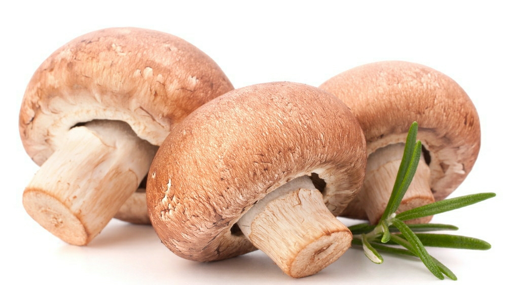 蘑菇的养殖技术视频播放,蘑菇养殖技术全过程