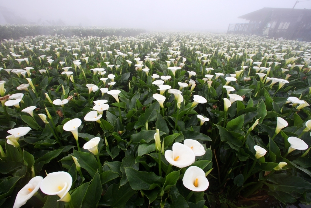 一女子吃有毒野果进医院,误食假芋头