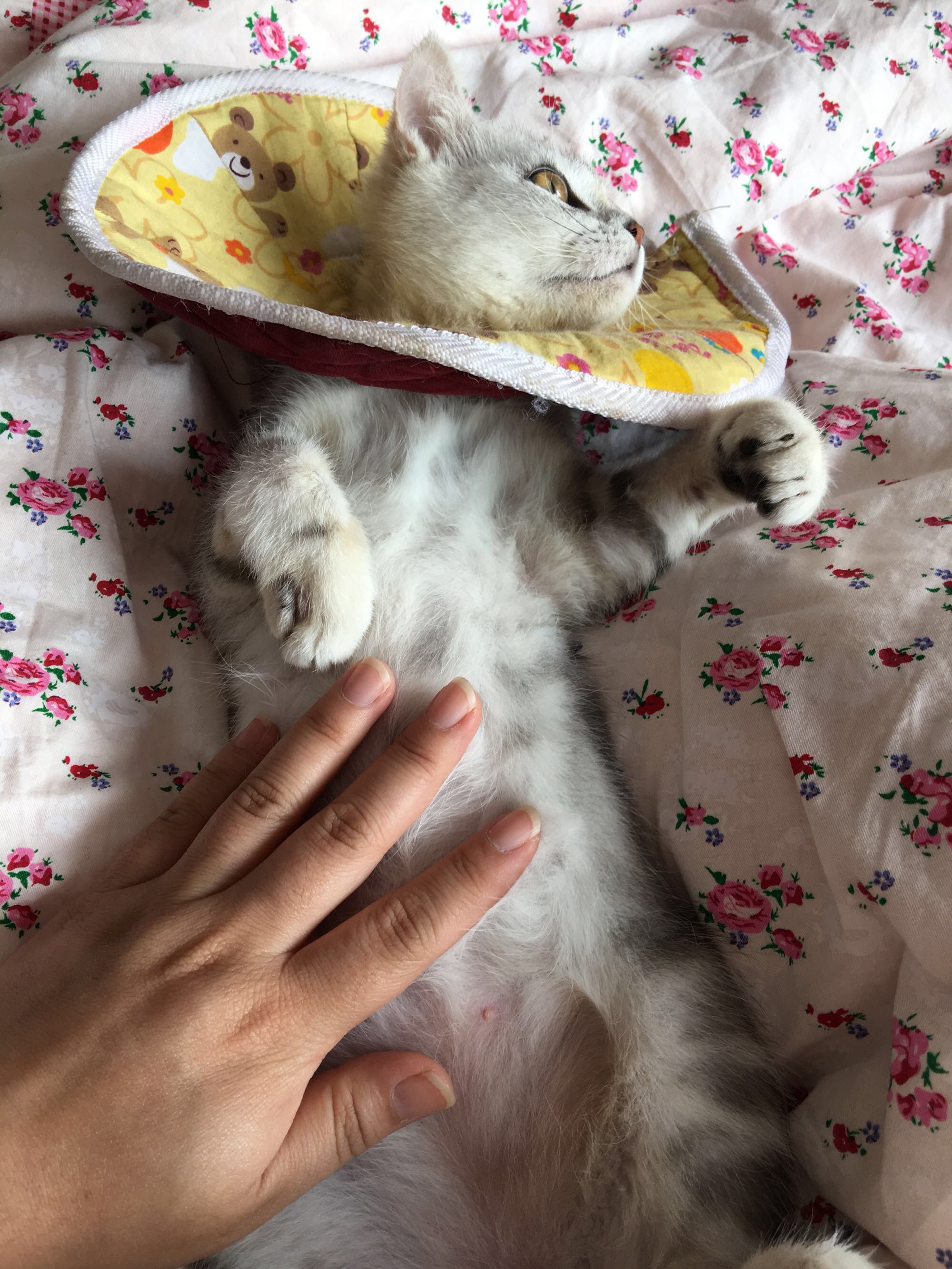 猫藓不可怕,对抗它需要的不仅仅是药物,更需要时间与耐心