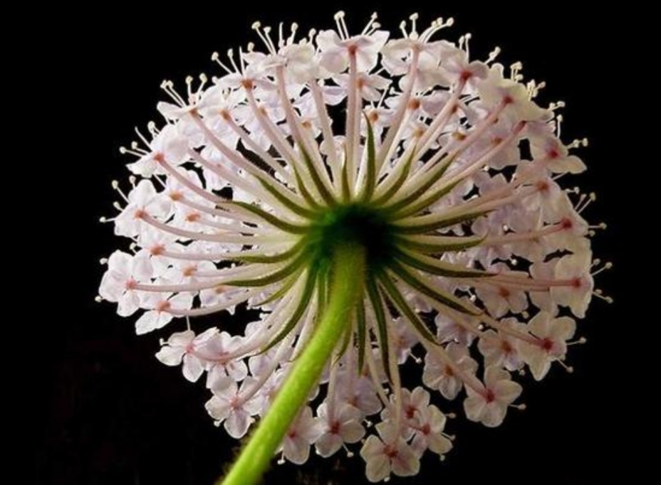 蓝蕾丝花苗,蓝蕾丝花种子