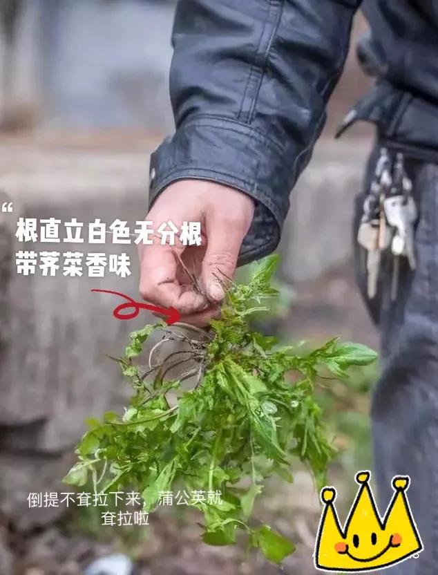 怎么判断荠菜嫩不嫩,如何辨别荠菜视频