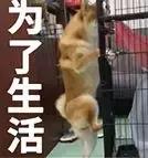 吴谨言蝎子拍戏视频,吴谨言拍戏放蝎子