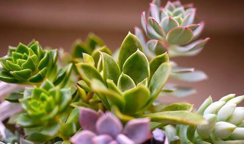 多肉长虫没有药怎么办,多肉长虫怎么治