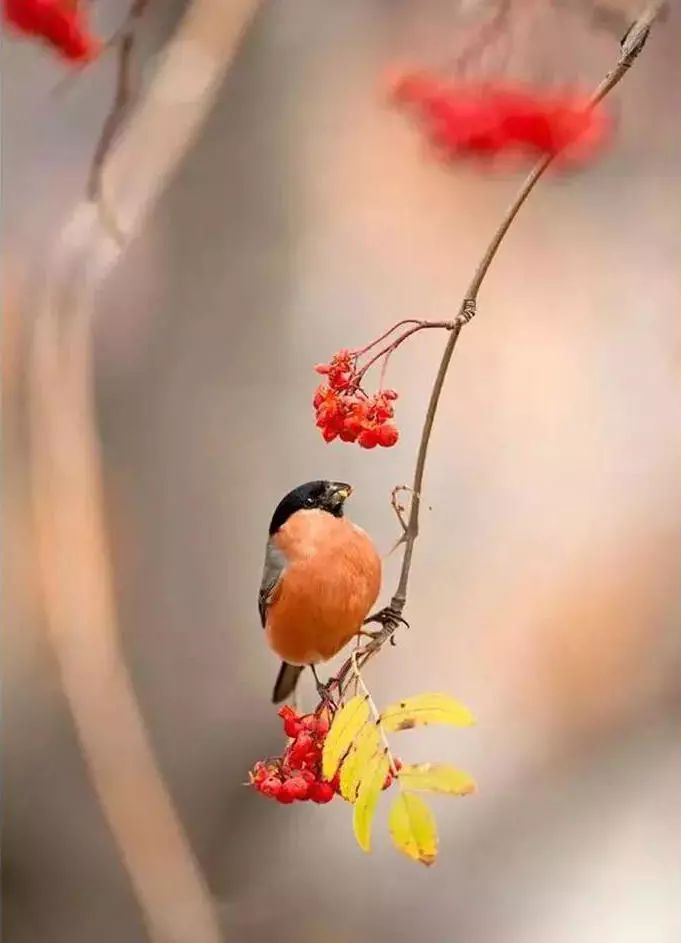 山花野鸟｜园林花语