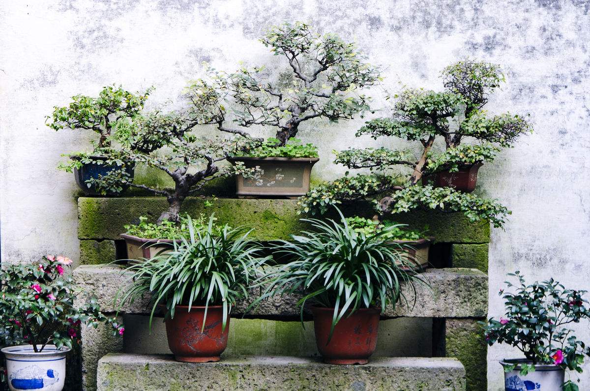 雀梅盆景冬天怎么养护,雀梅盆景养护方法