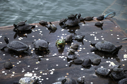 景区许愿池扔的硬币最后去哪了,游客投许愿池的钱都去了哪里