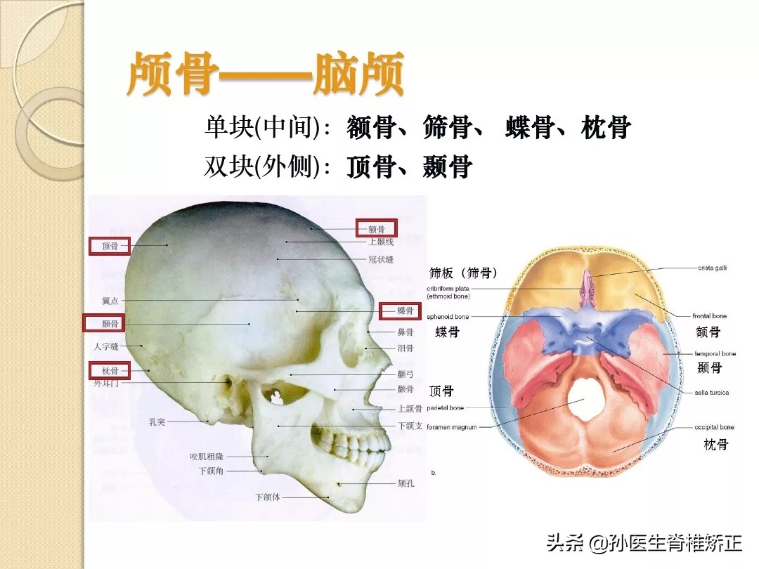 人体解剖学骨骼学思维导图,人体骨骼解剖学纪录片