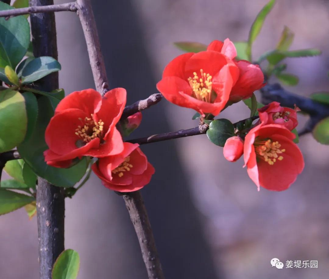 春天踏春去哪里好玩,又是一年春来到歌曲原唱视频