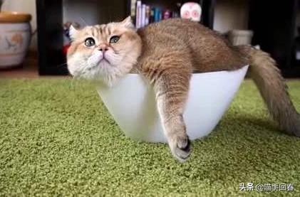 猫咪尿血怎么引起的,猫咪尿血但是精神很好食欲也正常