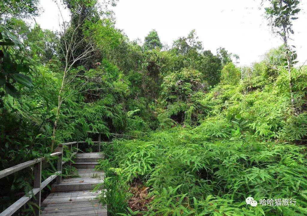 马来西亚落地免签,马来西亚官宣免签