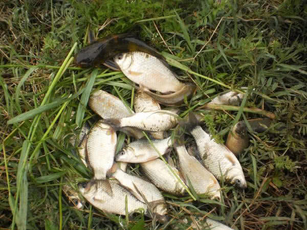 夏季钓野河怎样选钓位,初夏钓野鲫怎么选钓点