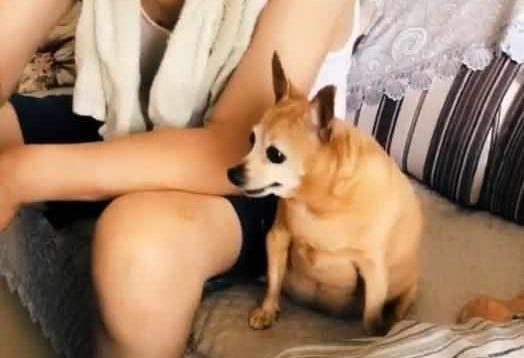 怎么判断吉娃娃吃饱了,吉娃娃吃饱