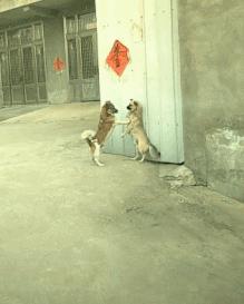 搞笑gif趣图妹子快现出原形吧,搞笑gif妹子你这发型挺别致