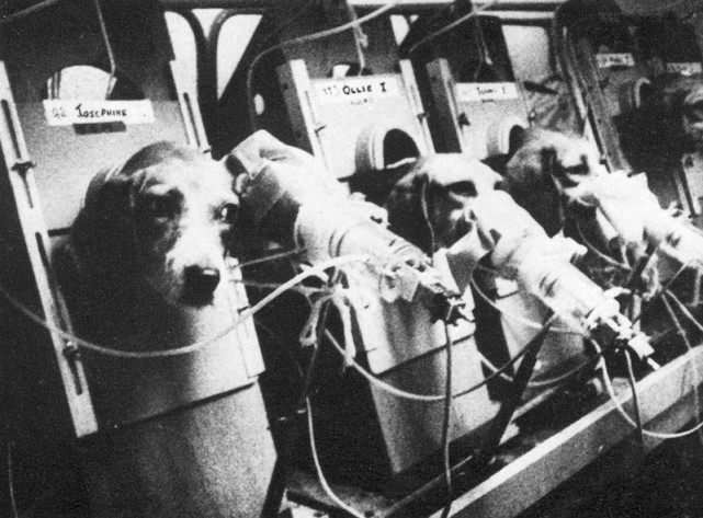 为证明吸烟无害，英国*草烟**公司连续3年，每天让狗狗吸食30支烟