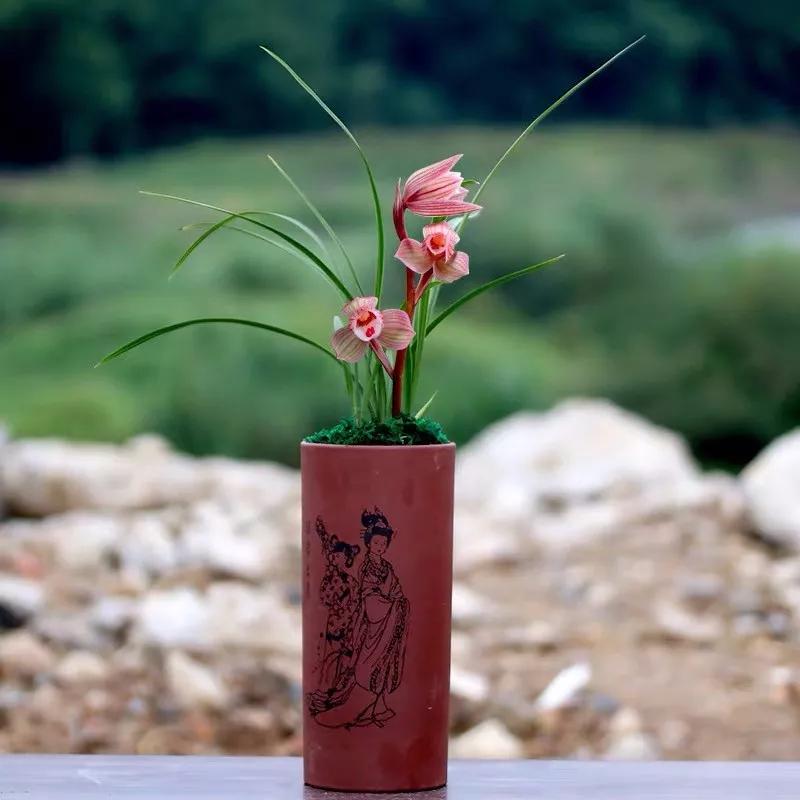 十二生肖对应的幸运花是什么花,十二生肖各该种什么花