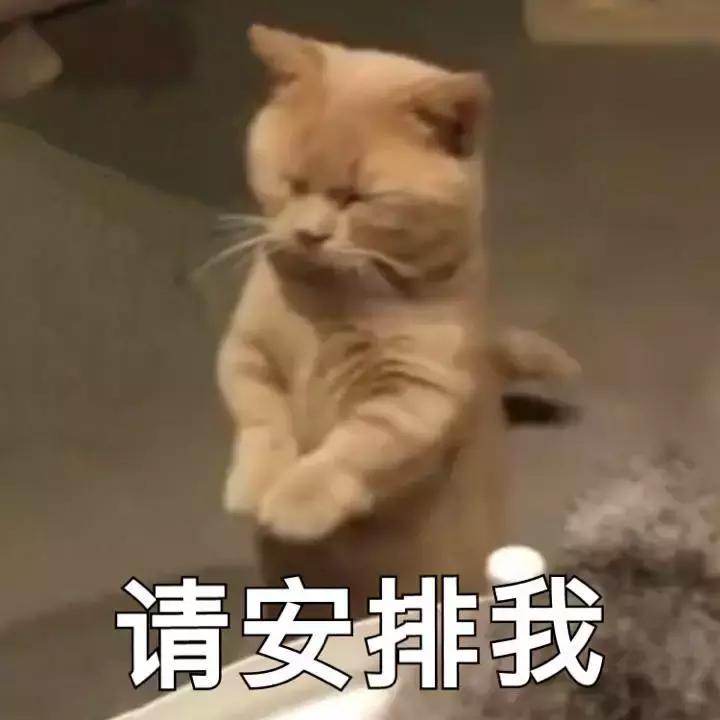 猫德动物医院治猫瘟,福懋动物医院好不好
