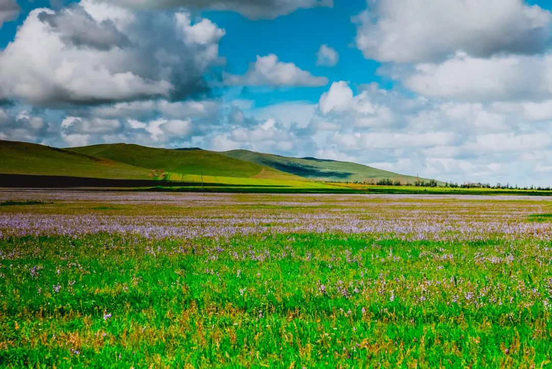 呼伦贝尔感受大自然的美好,呼伦贝尔终生难忘的草原